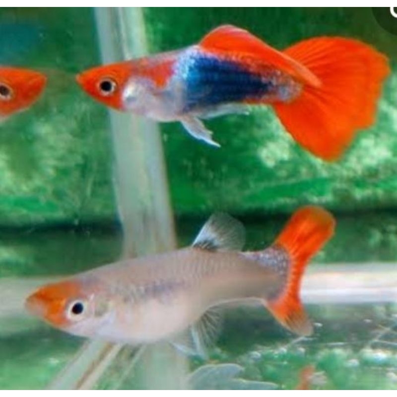 Red Head Tuxedo Short Body Koi Guppy Pair (Grade A) | Shopee Malaysia