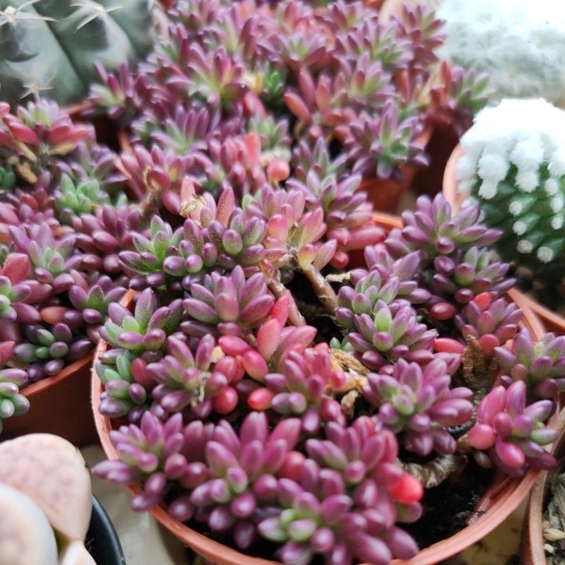 Live Plant Succulent purple rice 紫米多肉 5.5cm pot | Shopee Malaysia