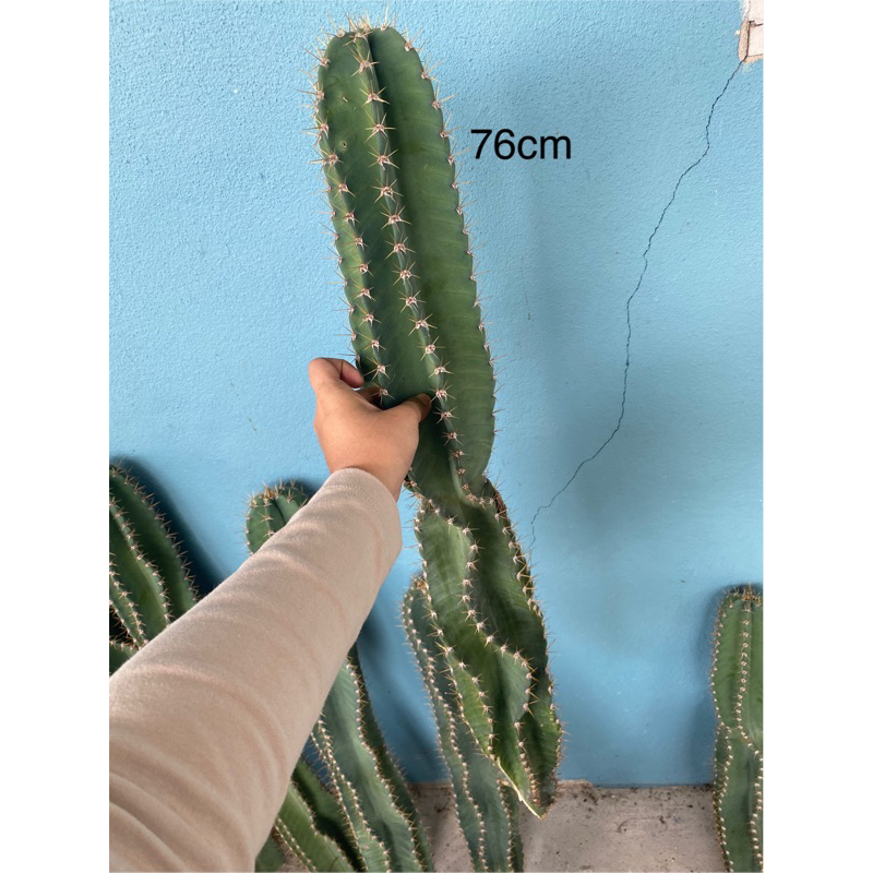 Cactus cowboy / kaktus koboi / Cactus For Event Decoration & Lanscape  (READY STOCK) | Shopee Malaysia
