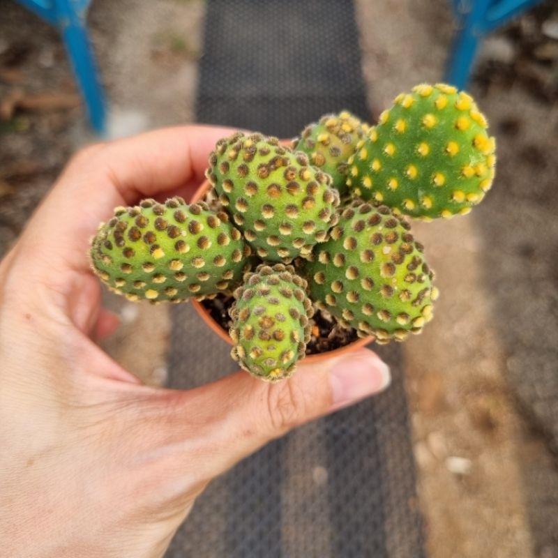 Live cactus (pot size 5cm) ready stock 仙人掌 Shopee Malaysia