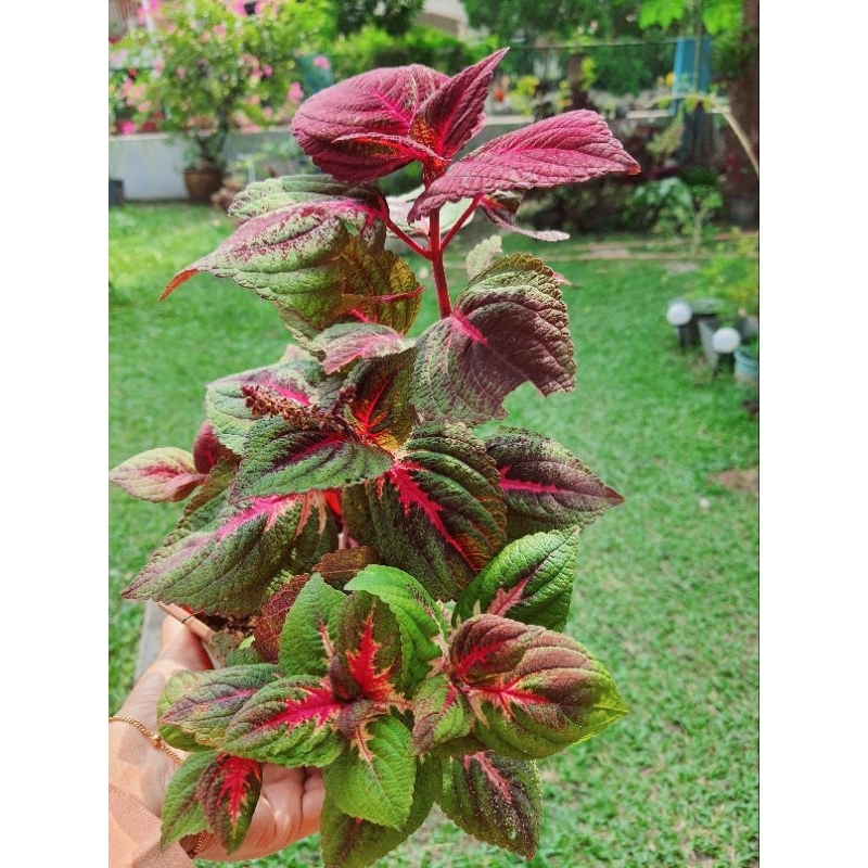 ️‍🔥 ️‍🔥 ️‍🔥MURAH2 🍁Pokok ati2 merah hati hijau dalam pasu🍁Red Green ...