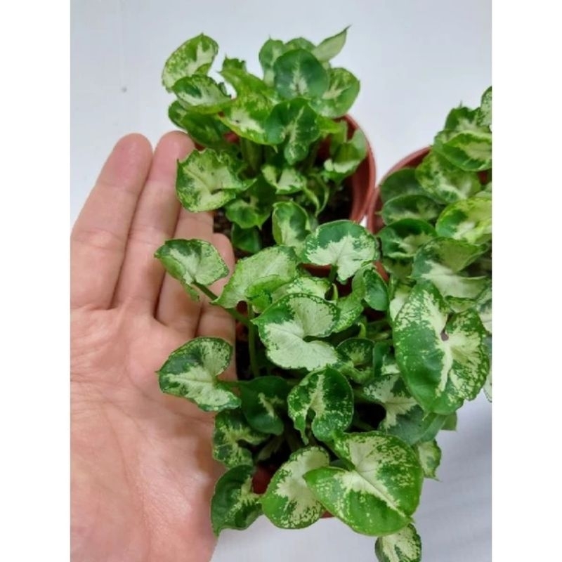 Easy Grow_ Mini Pixie Syngonium ( 小叶 绿精灵合果芋) | Shopee Malaysia