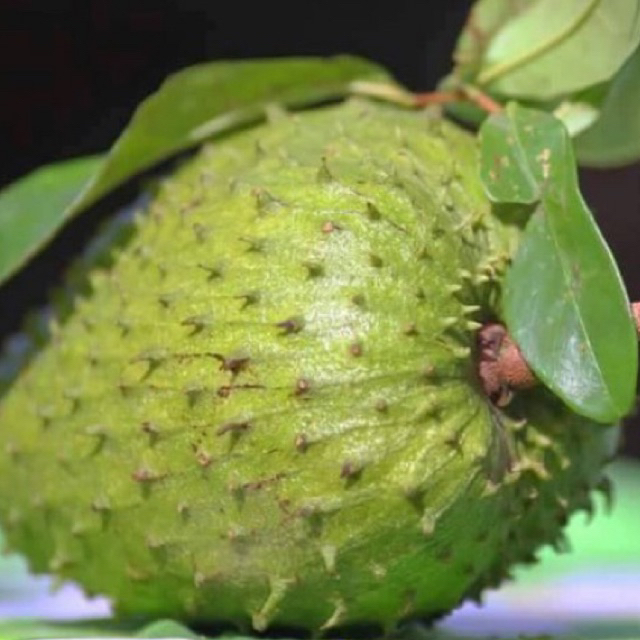 anak POKOK DURIAN BELANDA Hibrid buah besar pokok rendah | Shopee Malaysia