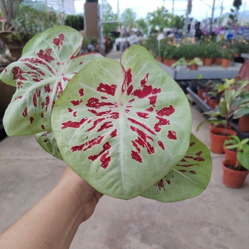 Happi Go 1 Pot Caladium One World | Shopee Malaysia