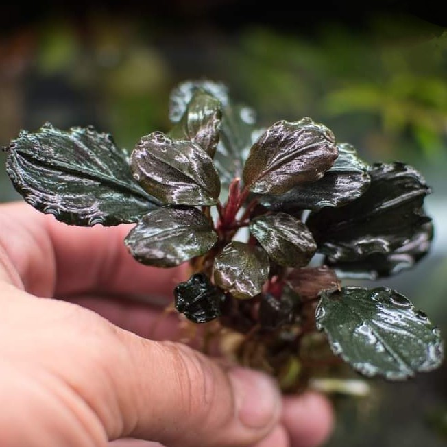 Bucephalandra sp.Supper Oval