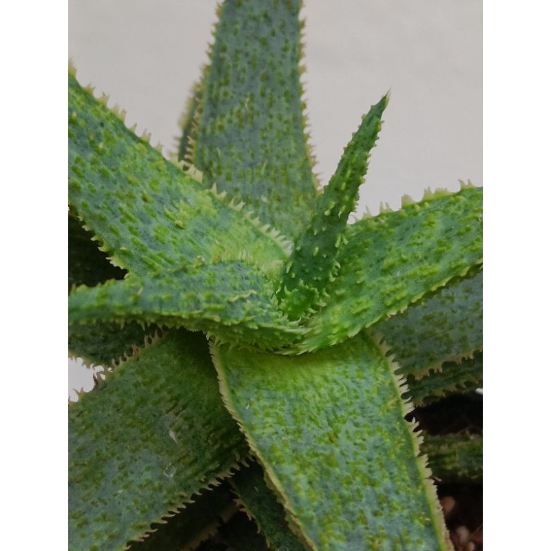 Aloe Vera ' Poisonous snake ' Rare species ( pic 161223) Shopee Malaysia