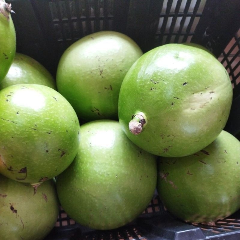 buah maja buah labu kayu ubat tradisi utk cancer dan darah tinggi ...