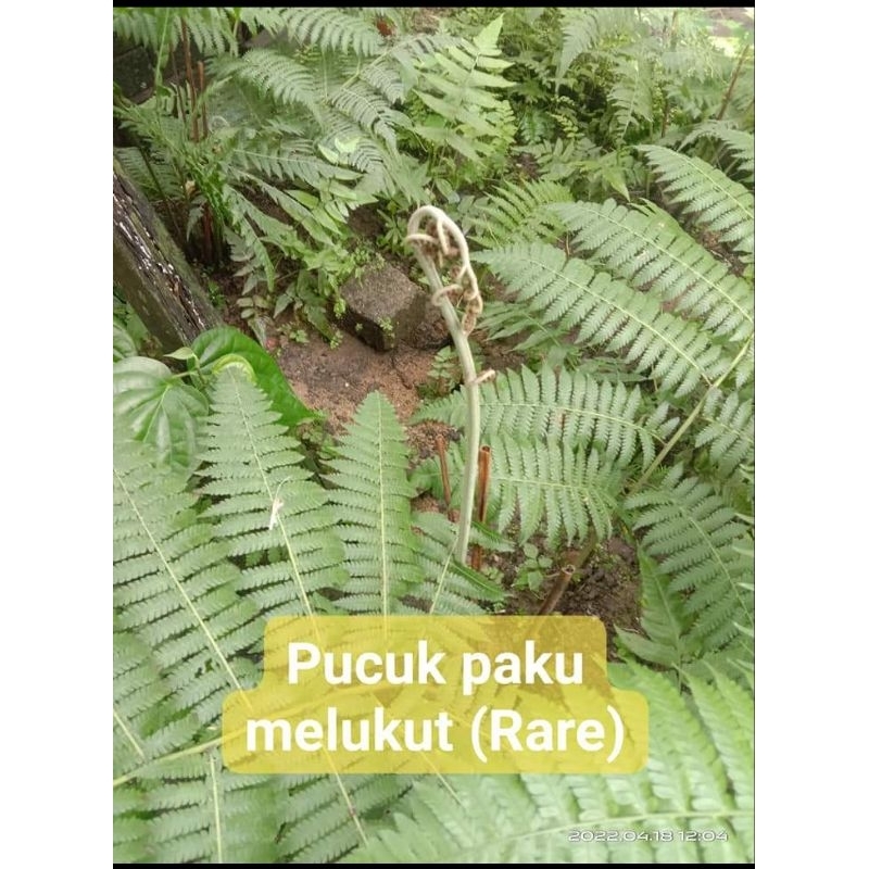 Benih Paku Melukut, jenis boleh makan 1 pokok rm5 (pokok rare susah dpt ...