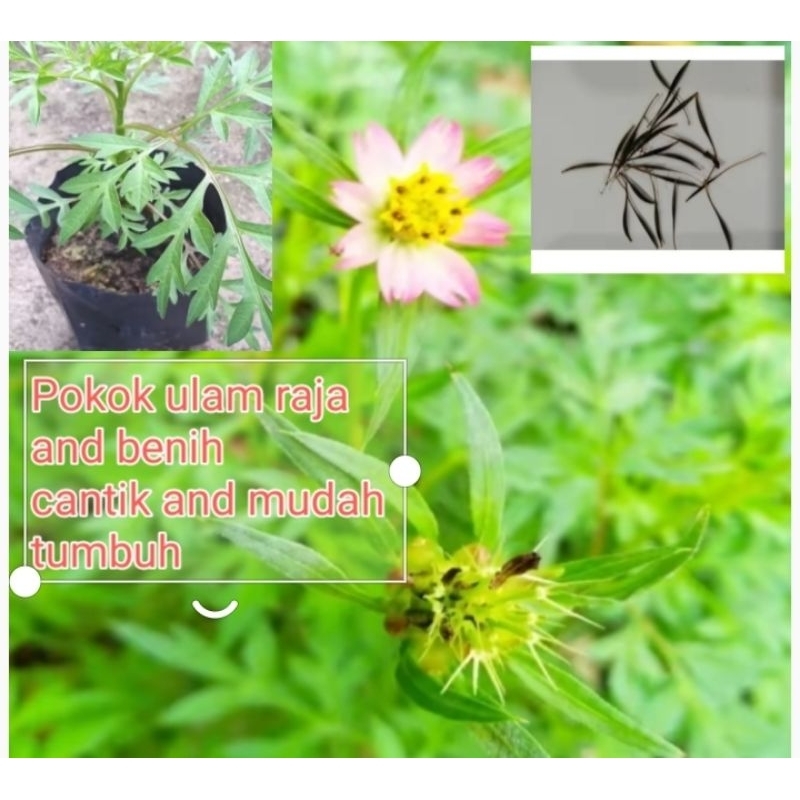pokok ulam raja sangat baek tuk kesihatan | Shopee Malaysia