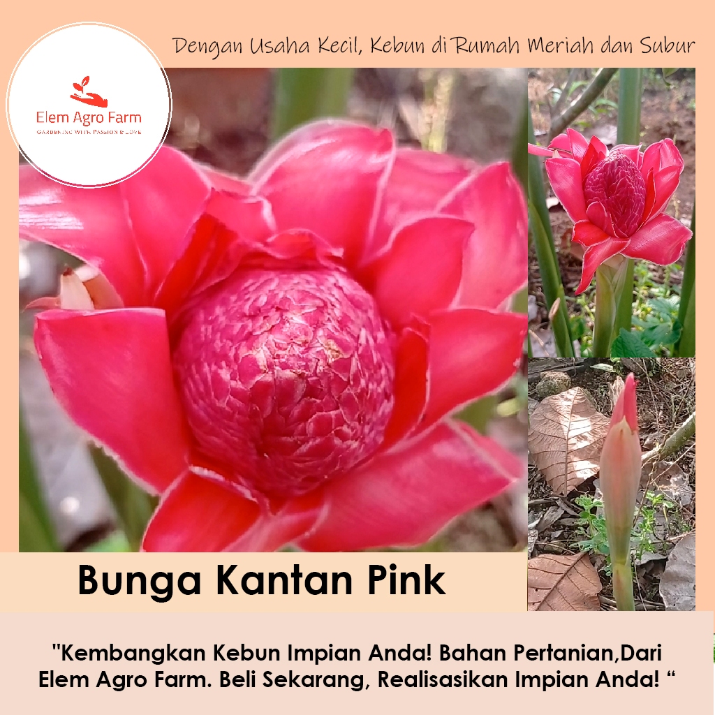 Rhizom Benih Bunga Kantan Warna Pink (5 Keratan Batang Rhizom) | Shopee ...
