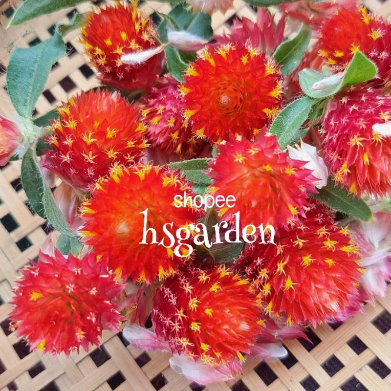 20 biji benih Bunga Butang Merah • Gomphrena Haageana • Globe Amaranth ...