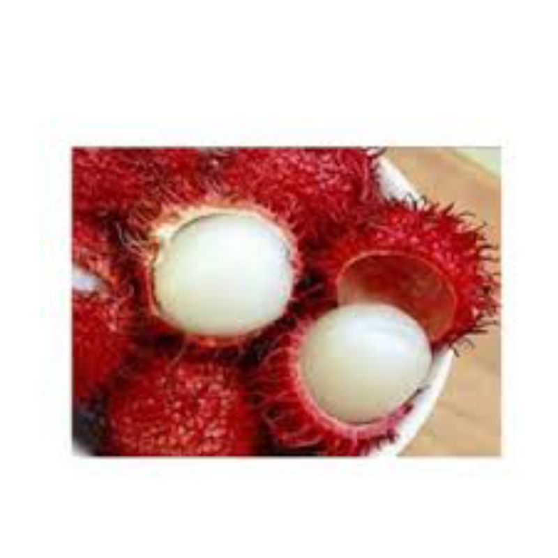 Pokok Rambutan Laici | Shopee Malaysia
