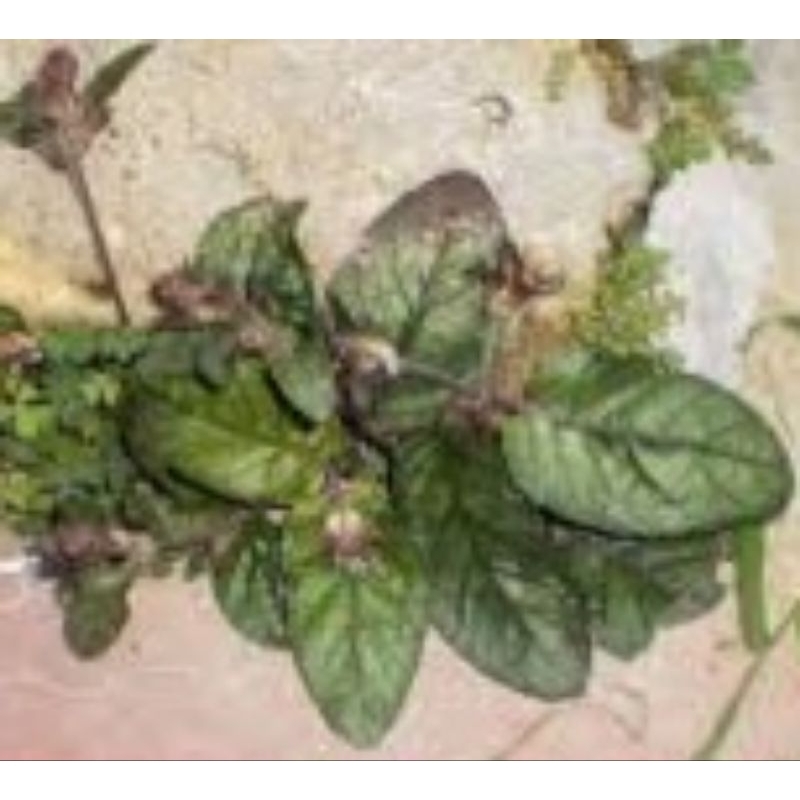 Pokok rumput lemba batu 3 pokok | Shopee Malaysia