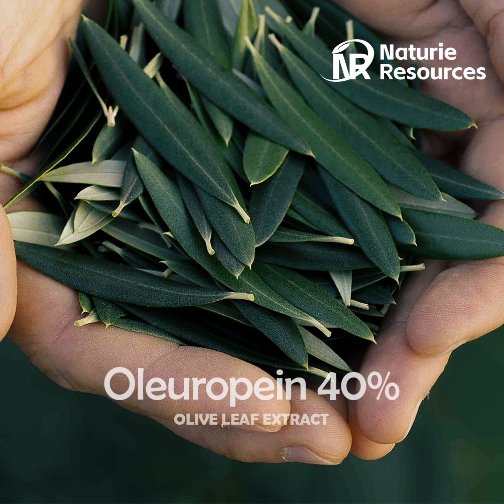 Olive Leaf/Europaea Leaf Extract Oleuropein 40 Powder Food/Cosmetic