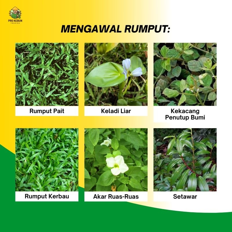 NUFARM BIMASTA Racun Rumpai Bimasta Herbicide Racun Rumpai Padi Halaman ...