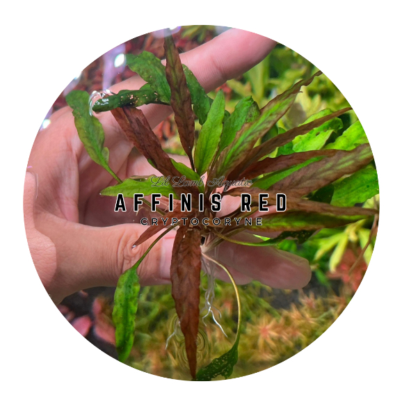 [Aquatic Plant] Cryptocoryne Affinis Submerged Red Crypt Low Tech No ...