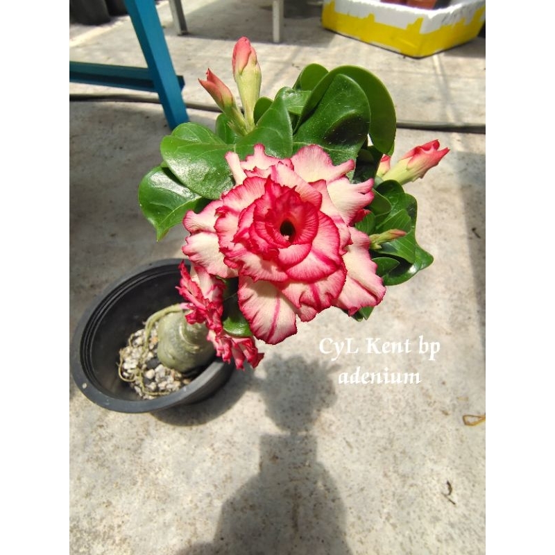 Adenium kemboja mini ID M3西米露 富贵花迷你 ID M3 | Shopee Malaysia