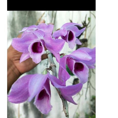 Orkid Dendrobium Anosmum (Orkid Hutan) | Shopee Malaysia