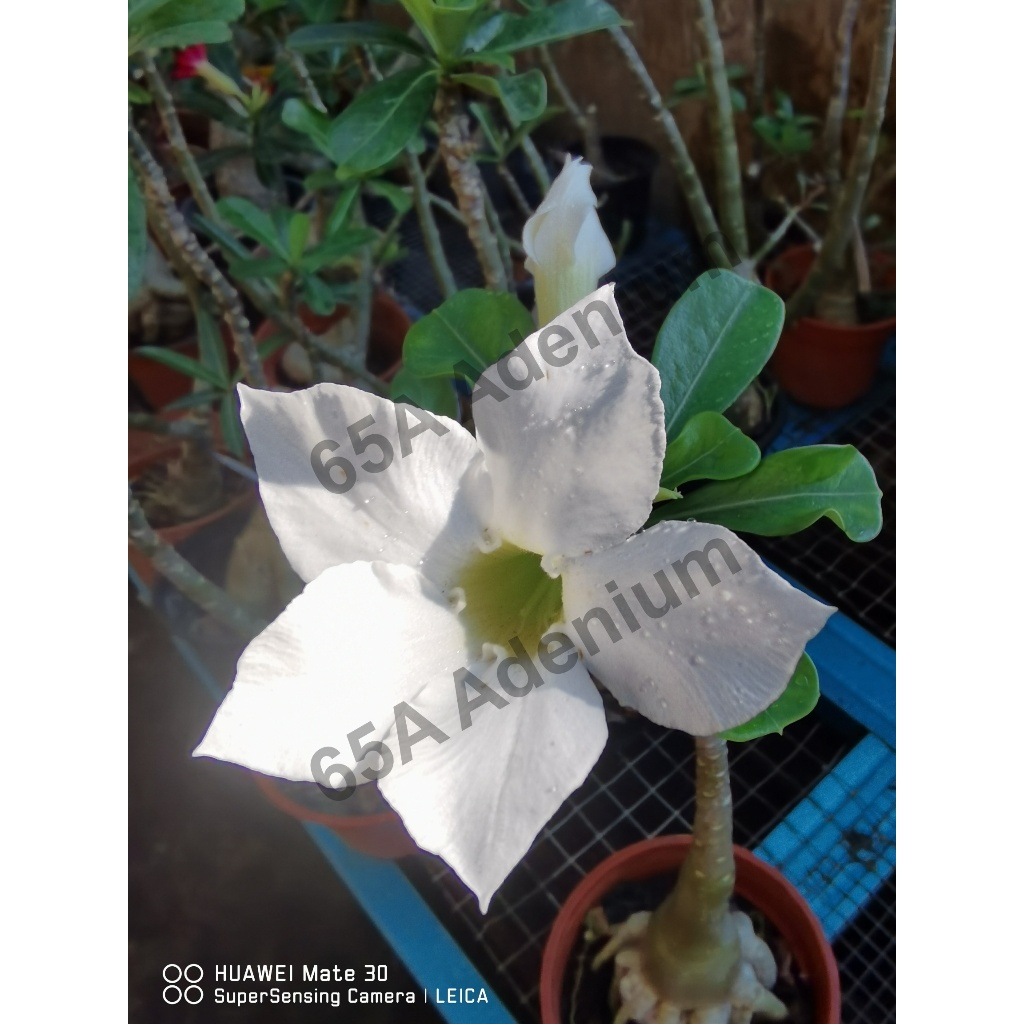 Adenium Obesum/Bunga Kemboja/富贵花/沙漠玫瑰 White Rear Root Traning(Limited ...