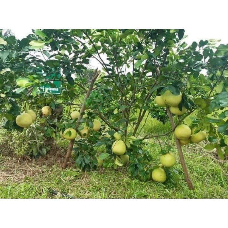 Buy limau bali Online With Best Price, Jul 2026 | Shopee Malaysia