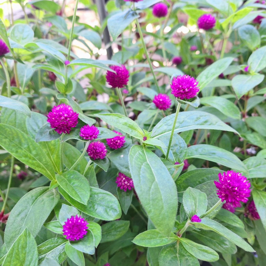 Globe Amaranth 千日红 Bunga Butang | Shopee Malaysia