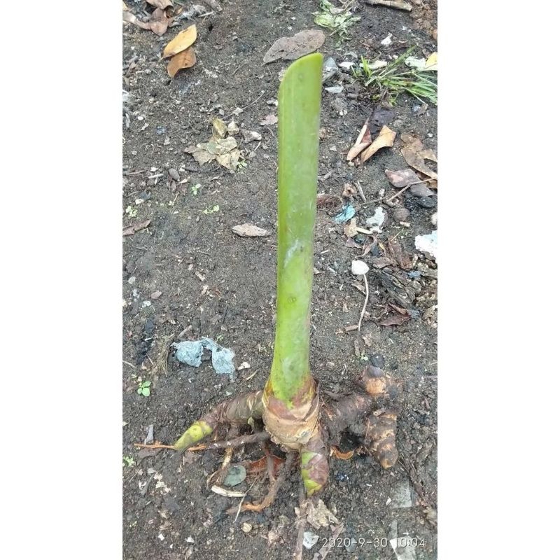 Rizom Bunga Kantan Untuk Benih | Shopee Malaysia