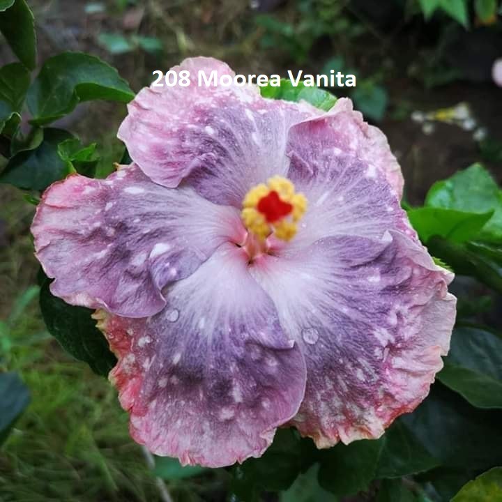 Anak Pokok Bunga Raya/Hibiscus Hibrid/Hybrid Impot Season 2 | Shopee ...