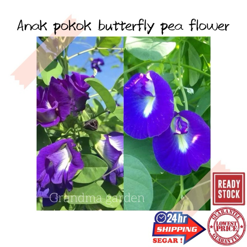 (GG real plant) anak pokok butterfly pea flower ^ bunga telang outdoor ...