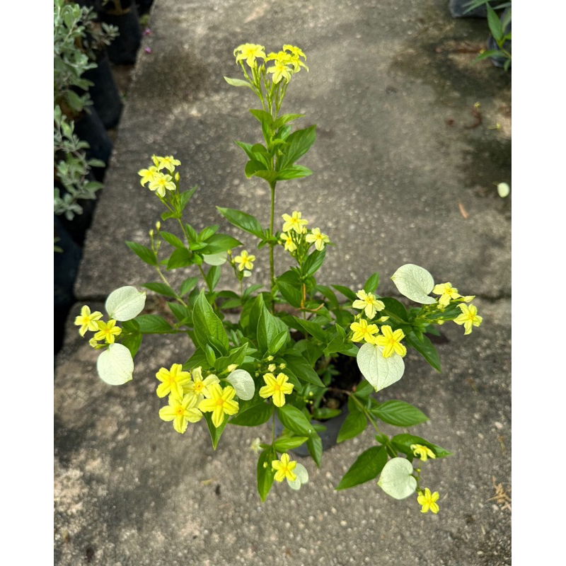 【TW668】 Dwarf Mussaenda yellow outdoor live plant | pokok bunga kuning ...