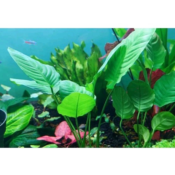 anubias coffeefolia on driftwood pokok aquascape low tech | Shopee Malaysia