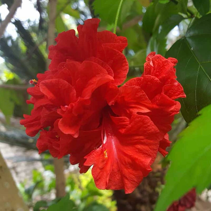 Pokok Bunga Raya/ Hibiscus Flower Dalam Polybeg Double Red/ Lion’s Tail ...