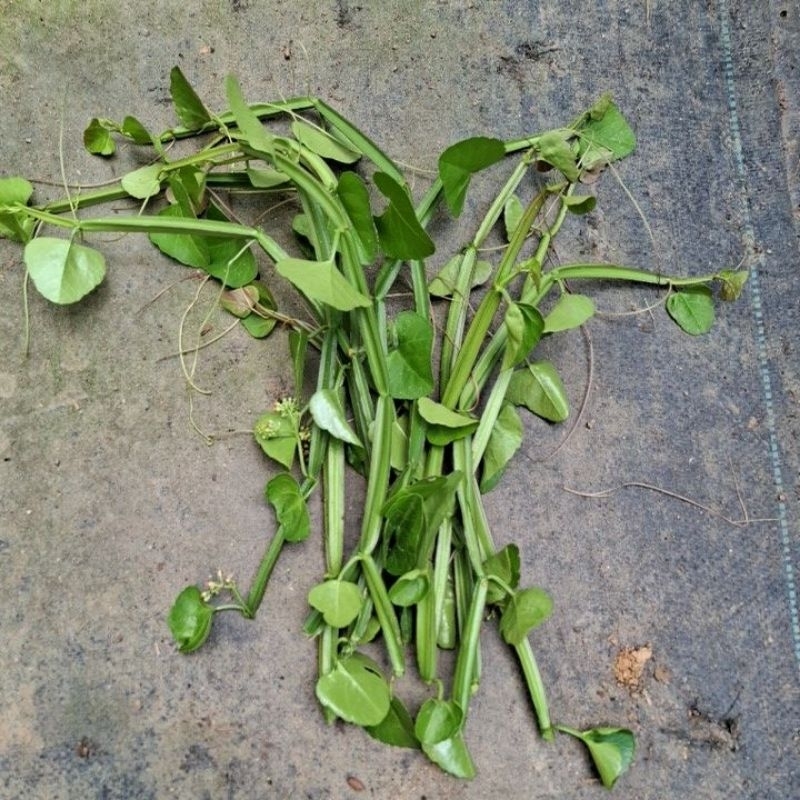 pokok katam seribu @ buasir,12 pcs keratan(130g) | Shopee Malaysia