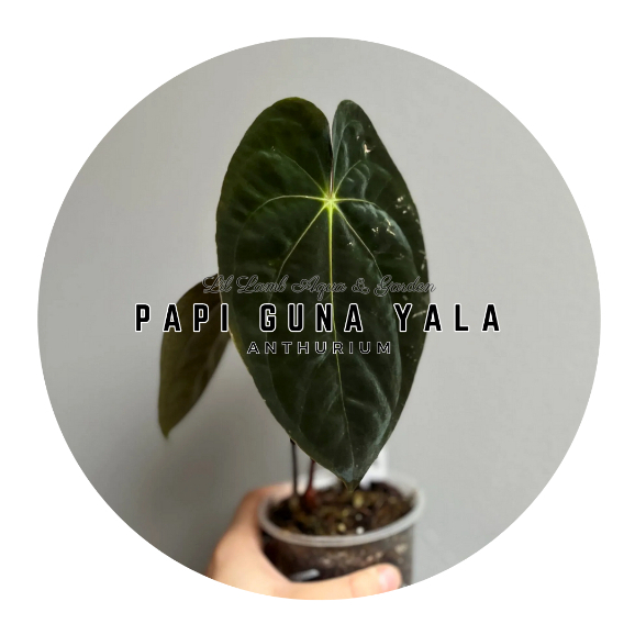 Anthurium] Anthurium Papillilaminum Guna Yala Papi Original Premium  Selected Home Plant Rare Plants Velvet | Shopee Malaysia