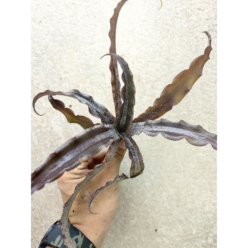bromeliad cryptanthus Ruby Port | Shopee Malaysia