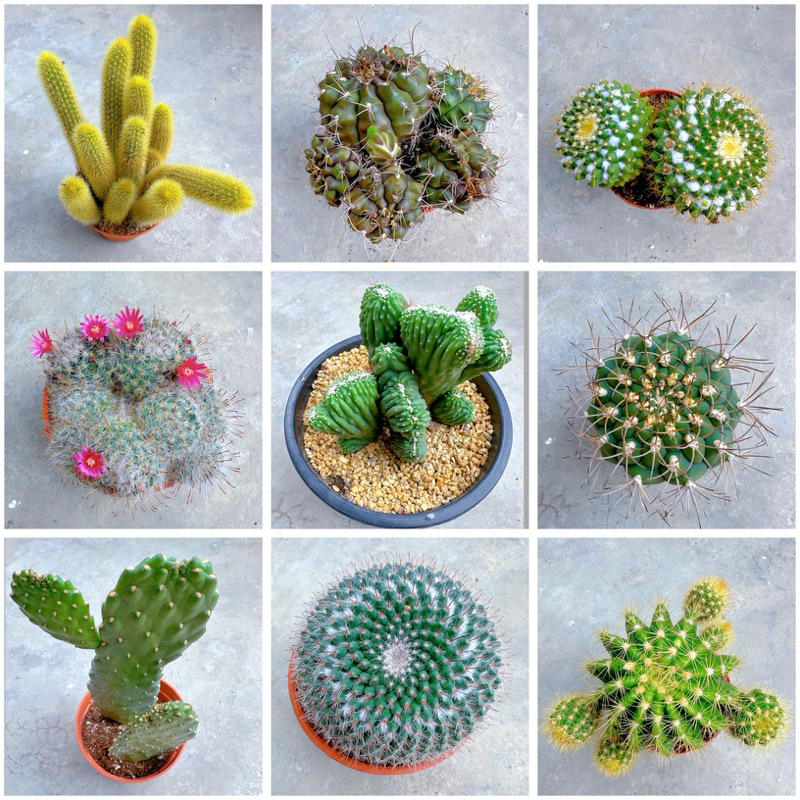 Castus Plant Castus Series 8.5cm-10cm Pot Size 仙人球系列 一物一拍 | Shopee Malaysia