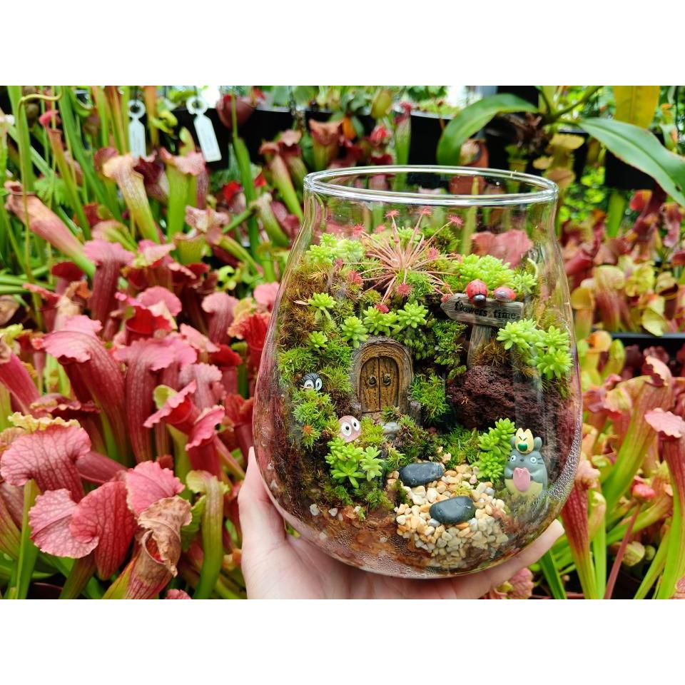Bunface Potato Carnivorous Plants] Terrarium DIY Kit or Ready Made [Totoro  Hobbit Forest] | Shopee Malaysia