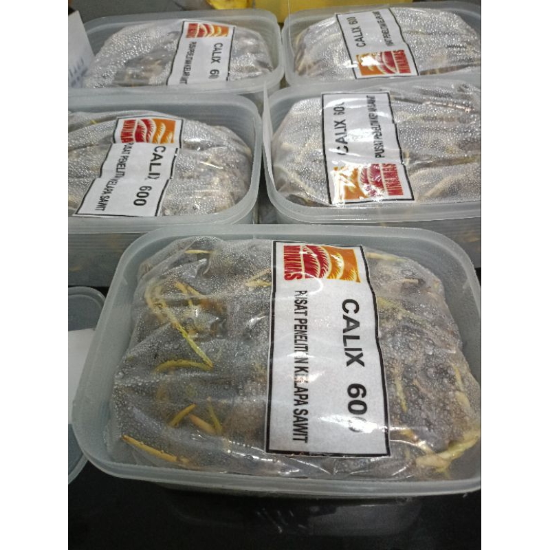 BENIH SAWIT CALIX 600 (50BIJI) | Shopee Malaysia