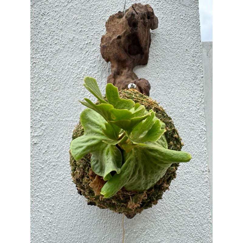 ridleyi リドレイ板付 NO.318