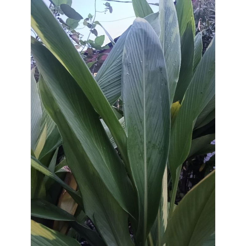 5 pcs / DAUN KUNYIT HITAM / KUNYIT HITAM / DAUN KUNYIT HITAM FRESH ...