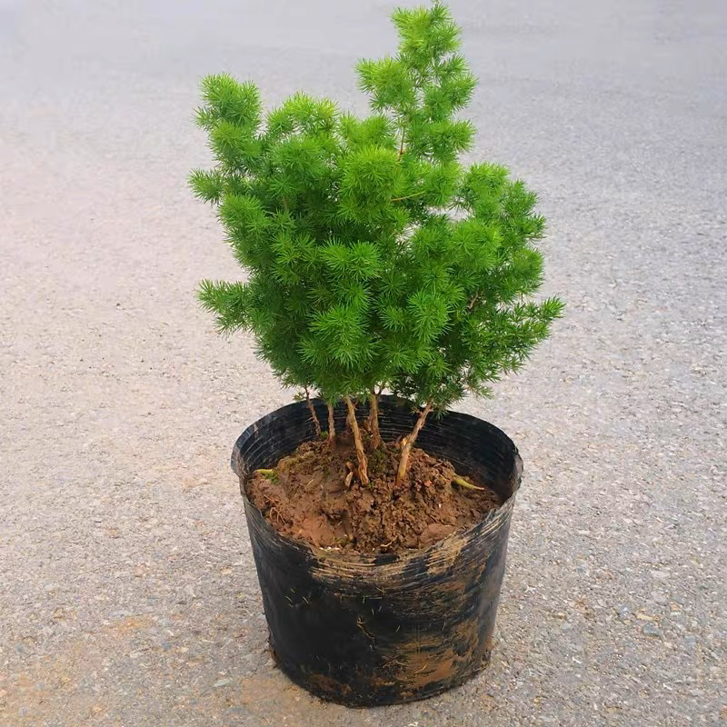 Asparagus Retrofractus Live Plant 15cm Pot Size 蓬莱松植物盆栽 | Shopee Malaysia