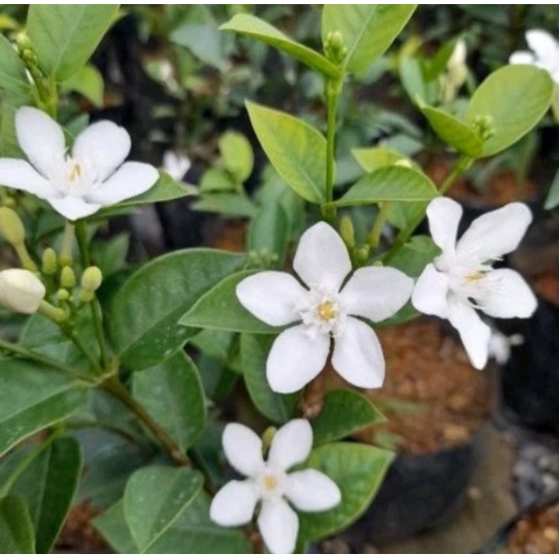 Pokok Melur Siam (Thai Jasmine) Rajin Berbunga. Ready Stok pokok sudah ...