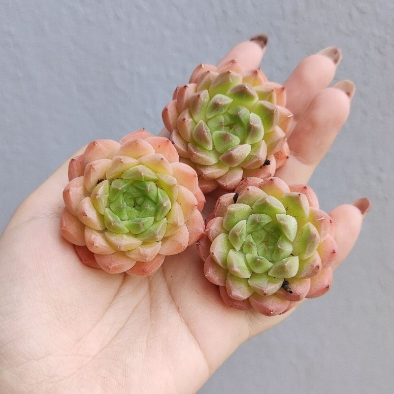 Succulent Plants | 5 Echeveria Succulents | Rooted In Planter Pots With Soil | Real - Foto 6