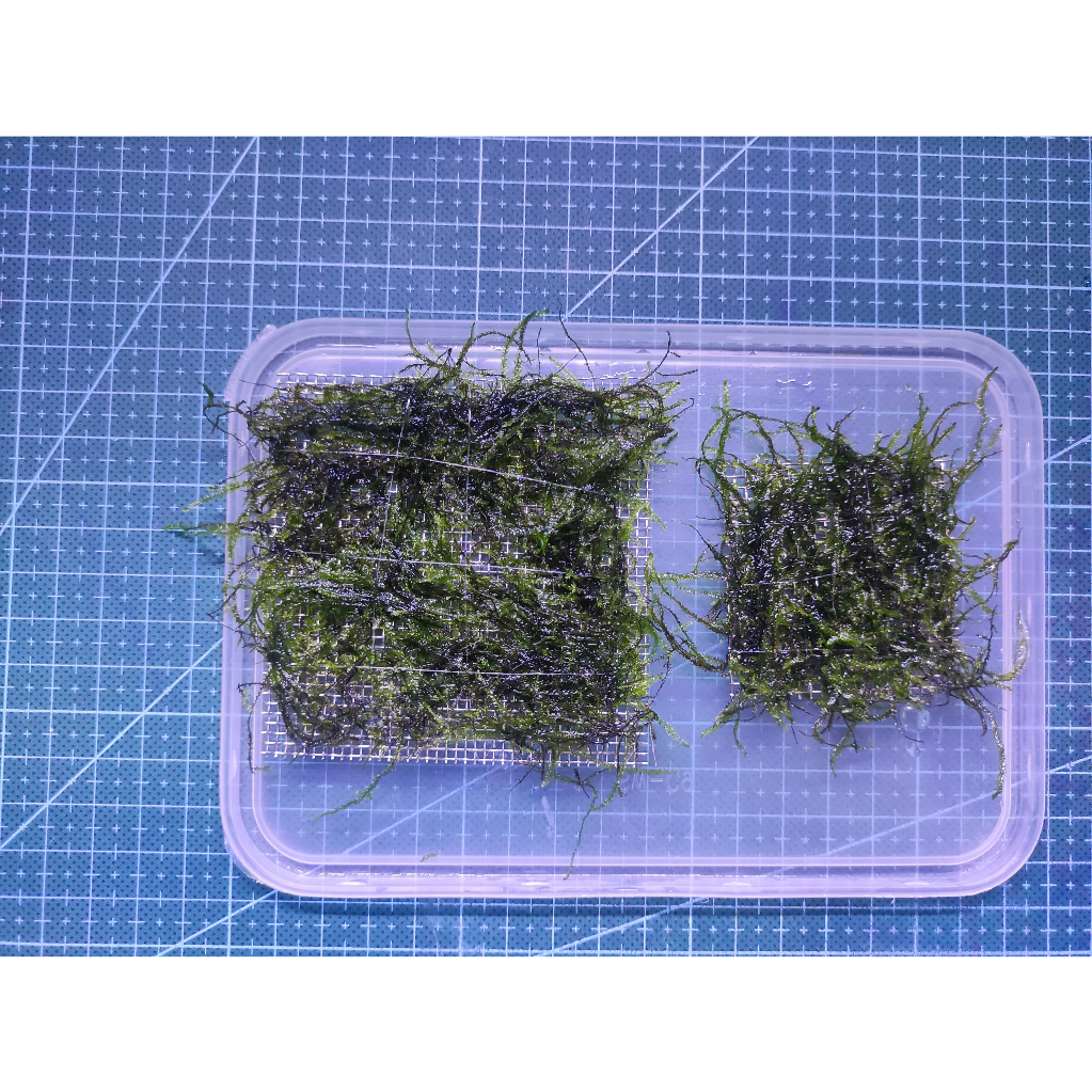 Aquatic/Aquarium Plants Java Moss on Steel Mesh (Java Moss + Steel