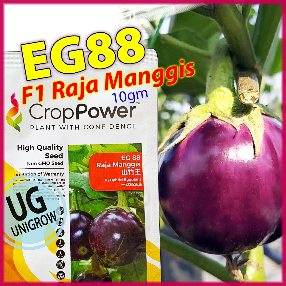 (10gm) +-2000 Biji F1 Raja Manggis EG88 Terung Bulat Benih Cropp Power ...