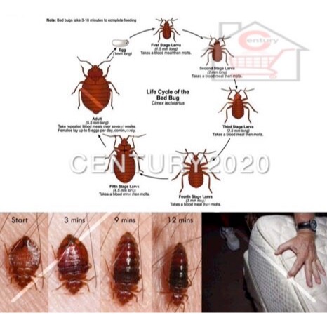 Bed Bugs Killer Powder Bed Bugs Insecticide Powder 10g 1pack | Shopee ...