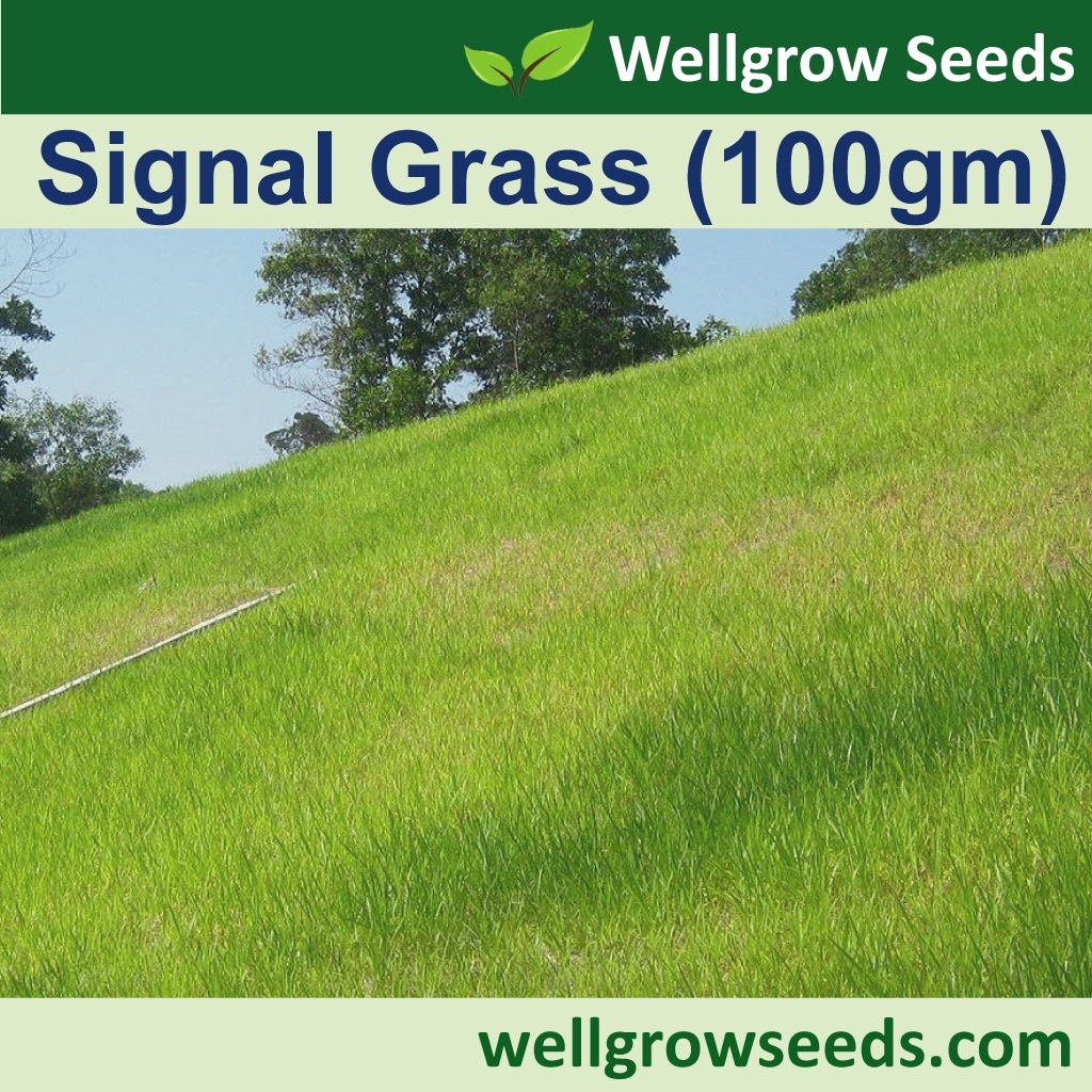 Signal Grass (100gm) (Brachiaria Decumbens) Grass Seeds Wellgrow Seeds