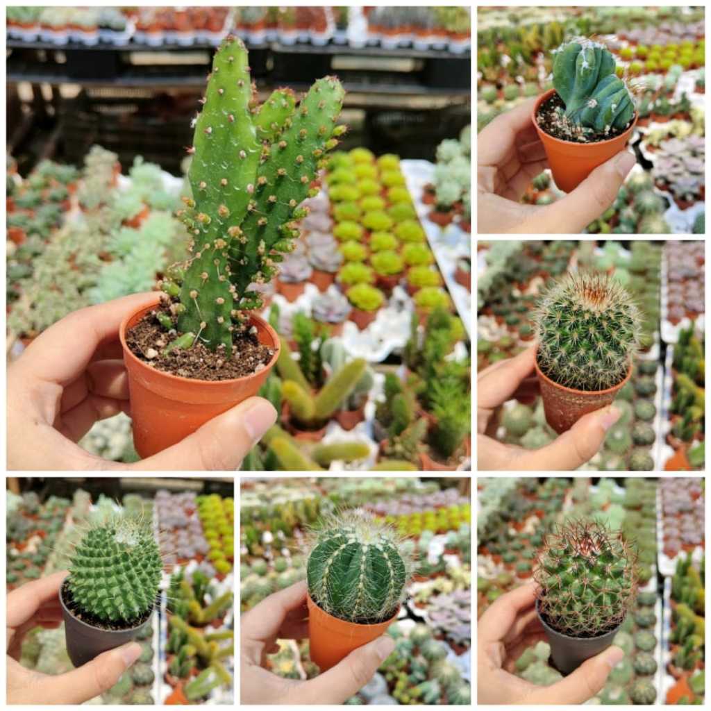 MOVEE-Real Live Cactus Kaktus 55mm Pot 仙人掌 | Shopee Malaysia