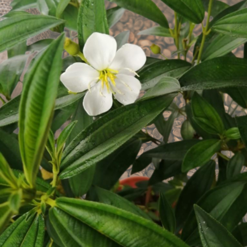 Anak Pokok Senduduk Putih / Cepat Berbunga / Dalam Polybag | Shopee ...