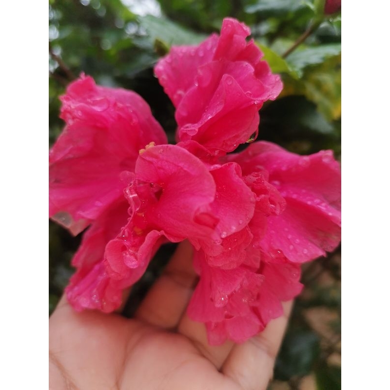 Bunga Raya Merah Hibiskus duble layer,Bunga raya berlapis&bunga raya ...