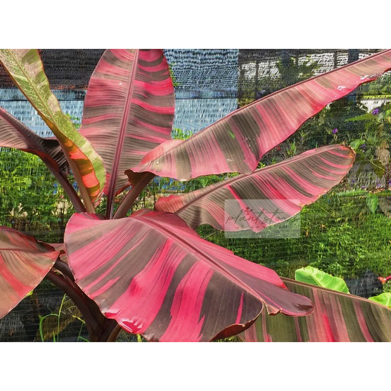 🌱Musa NoNo🌱Pisang Nono Variegated🌱Musa NoNo pink variegated🌱粉色锦香蕉🌱Ready ...